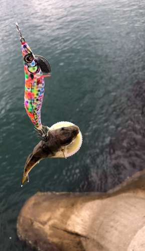 フグの釣果