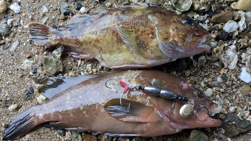 キジハタの釣果