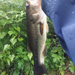 ブラックバス