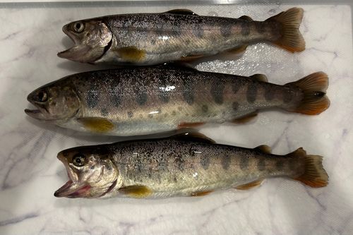 ヤマメの釣果