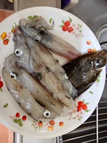 マメイカの釣果