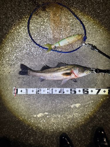 シーバスの釣果