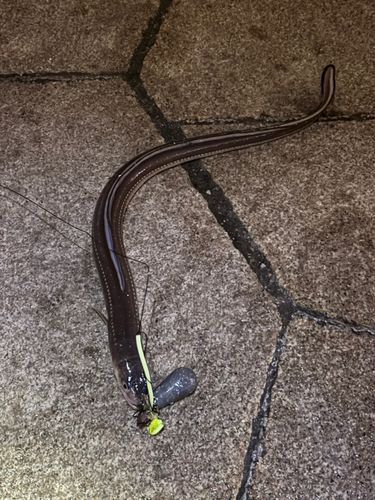 マアナゴの釣果