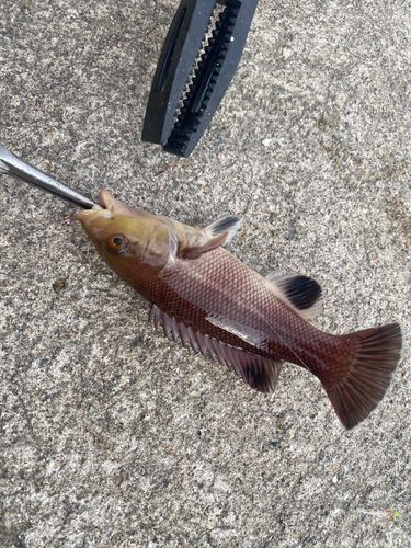 カンダイの釣果