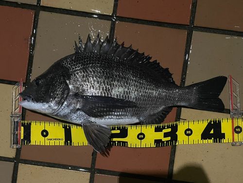 クロダイの釣果