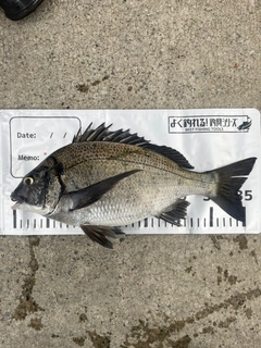 クロダイの釣果