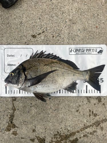 クロダイの釣果