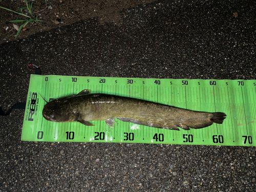 ナマズの釣果