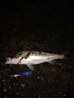スズキの釣果