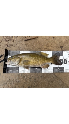 スモールマウスバスの釣果