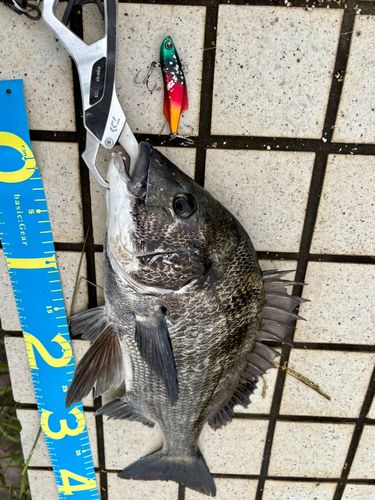 クロダイの釣果