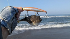 クサフグの釣果