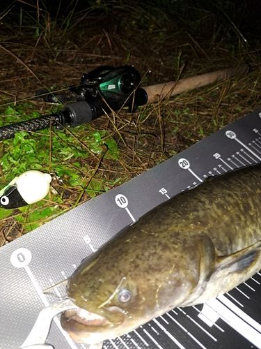 ナマズの釣果
