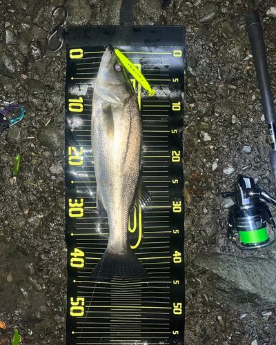 シーバスの釣果