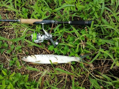 カライワシの釣果