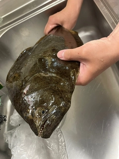 ヒラメの釣果