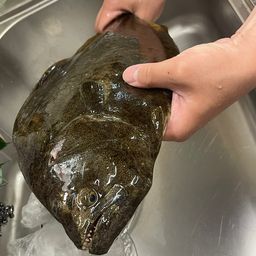 ヒラメ