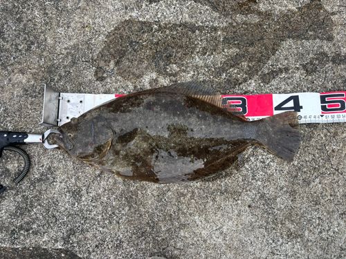 ヒラメの釣果
