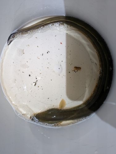 ニホンウナギの釣果