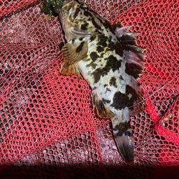 タケノコメバル