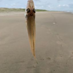 ヒラメ