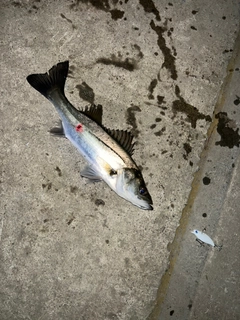 セイゴ（マルスズキ）の釣果