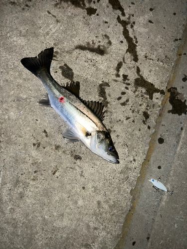 セイゴ（マルスズキ）の釣果