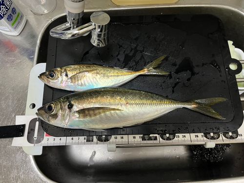 アジ