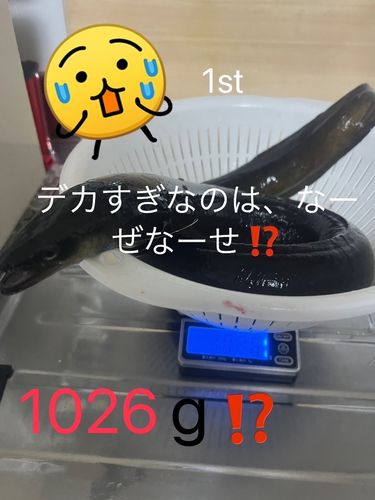 ウナギの釣果