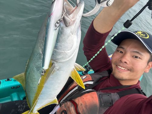 ヒラマサの釣果