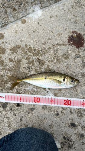 マアジの釣果