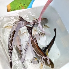 イサキの釣果