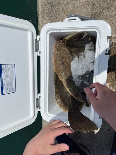 マゴチの釣果