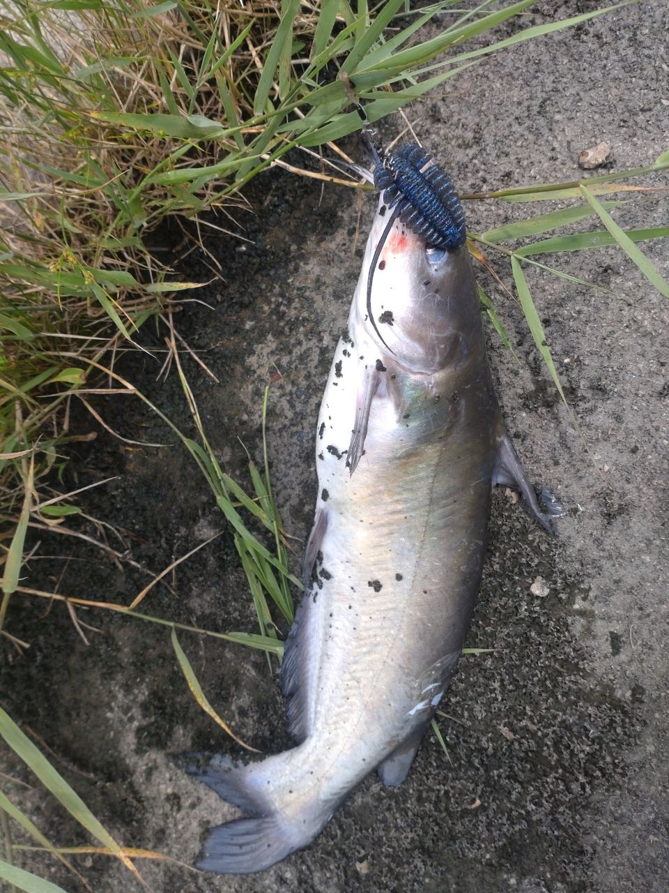 アメリカナマズ