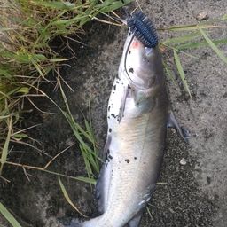 アメリカナマズ