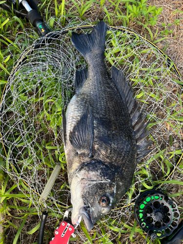 チヌの釣果