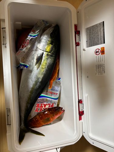 ワラサの釣果