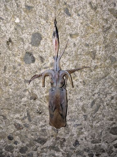 マメイカの釣果