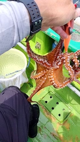 タコの釣果