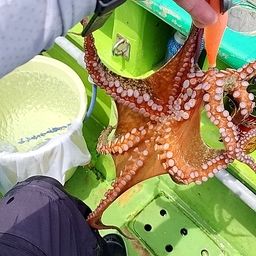 タコ
