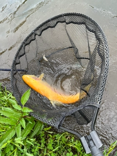 アルビノニジマスの釣果