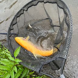 アルビノニジマス