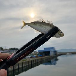 アジ
