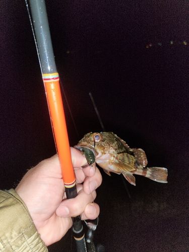 ガシラ