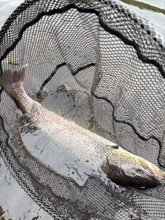 イトウの釣果