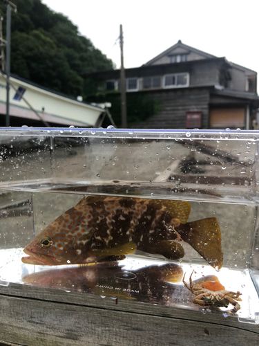 キジハタの釣果