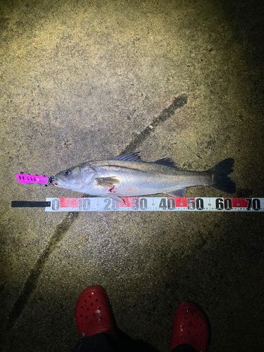 シーバスの釣果