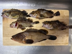 キジハタの釣果