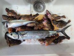 カサゴの釣果