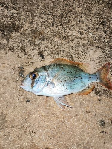 シロダイの釣果